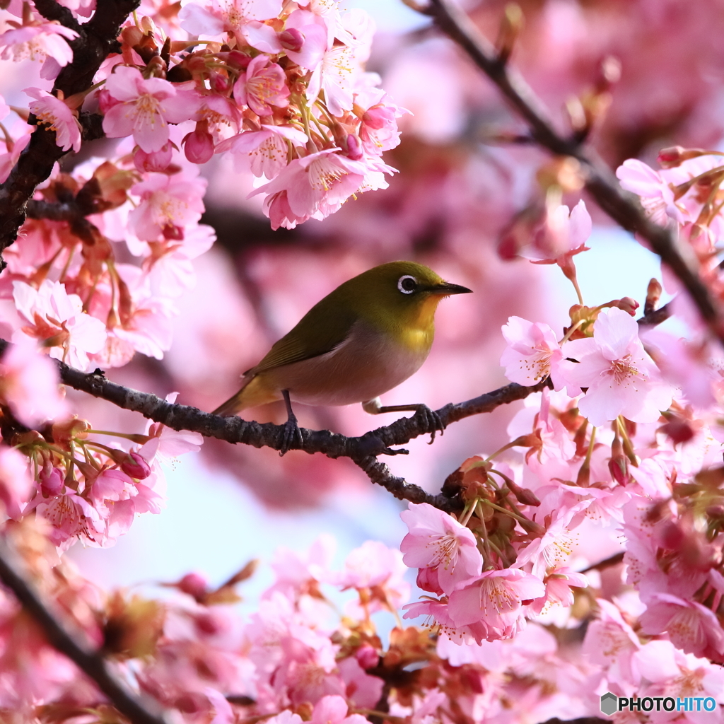 河津桜とメジロ1