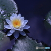 雨後の花