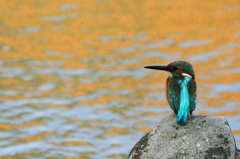 孤高の鳥