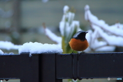 雪ジョウビタキ