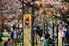 散る桜 4