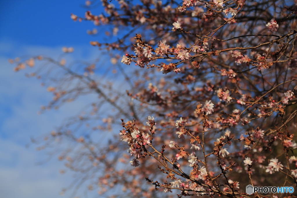 10月桜