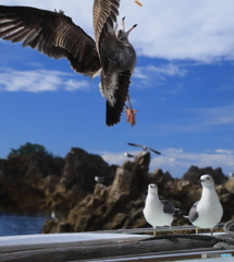えびせんが飛んできた！