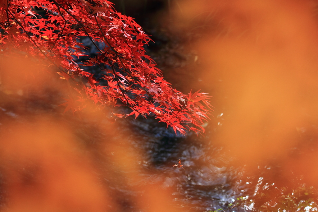 紅葉-水の流れとともに