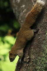 浜松城公園のリスたち 4