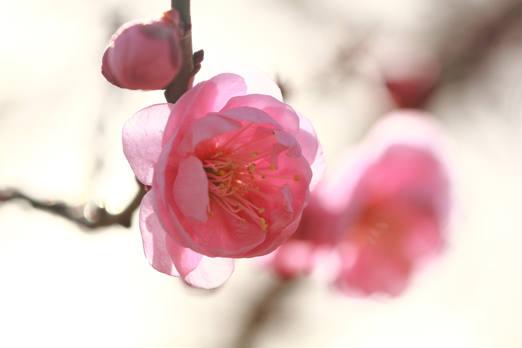 梅の花 ２