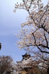 犬山城の桜　２