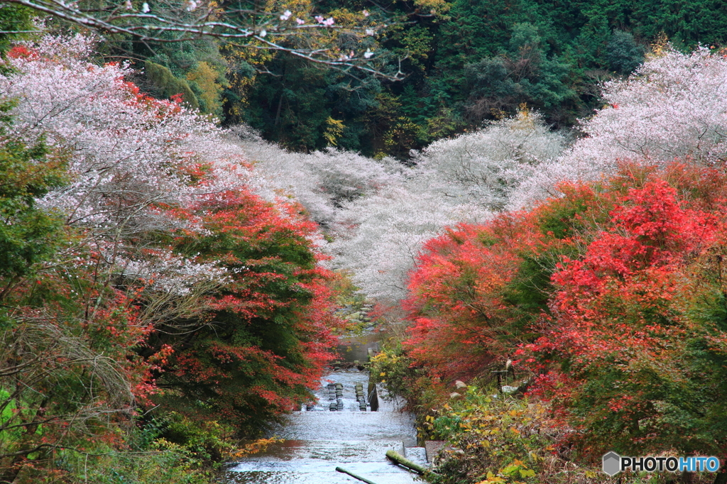 満開の桜と紅葉