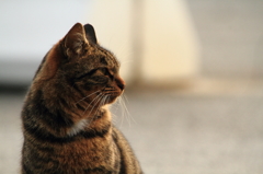 野良猫 2