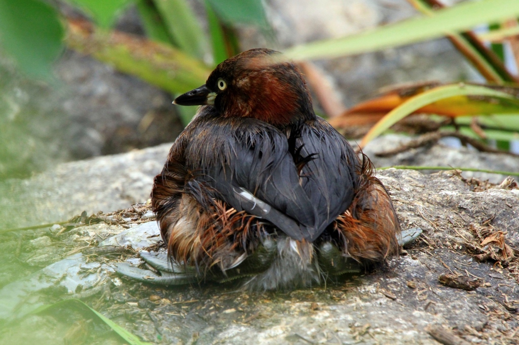シリーズ―カイツブリ編１２　陸に上がったカイツブリ3