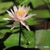 睡蓮の花の下で