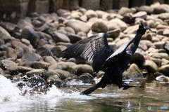 ブラックデビルの小さいジャンプ