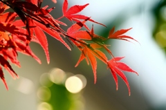 紅葉