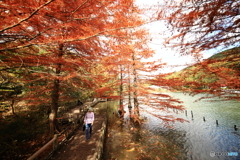 木道と池の紅葉