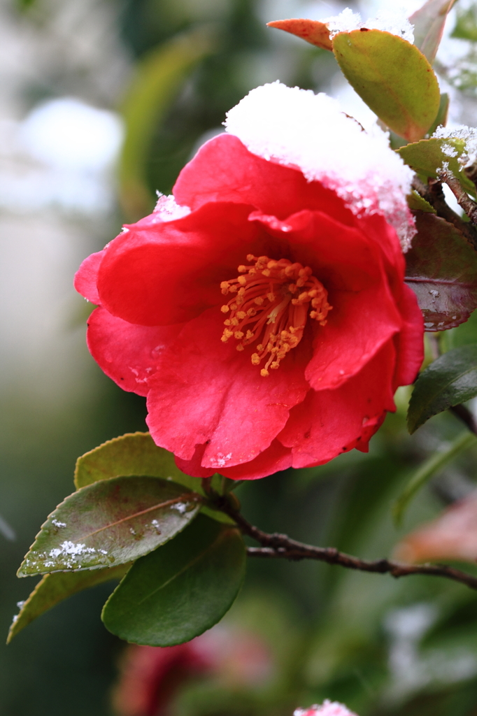 雪の山茶花