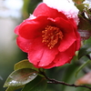 雪の山茶花