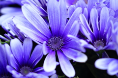 紫の花
