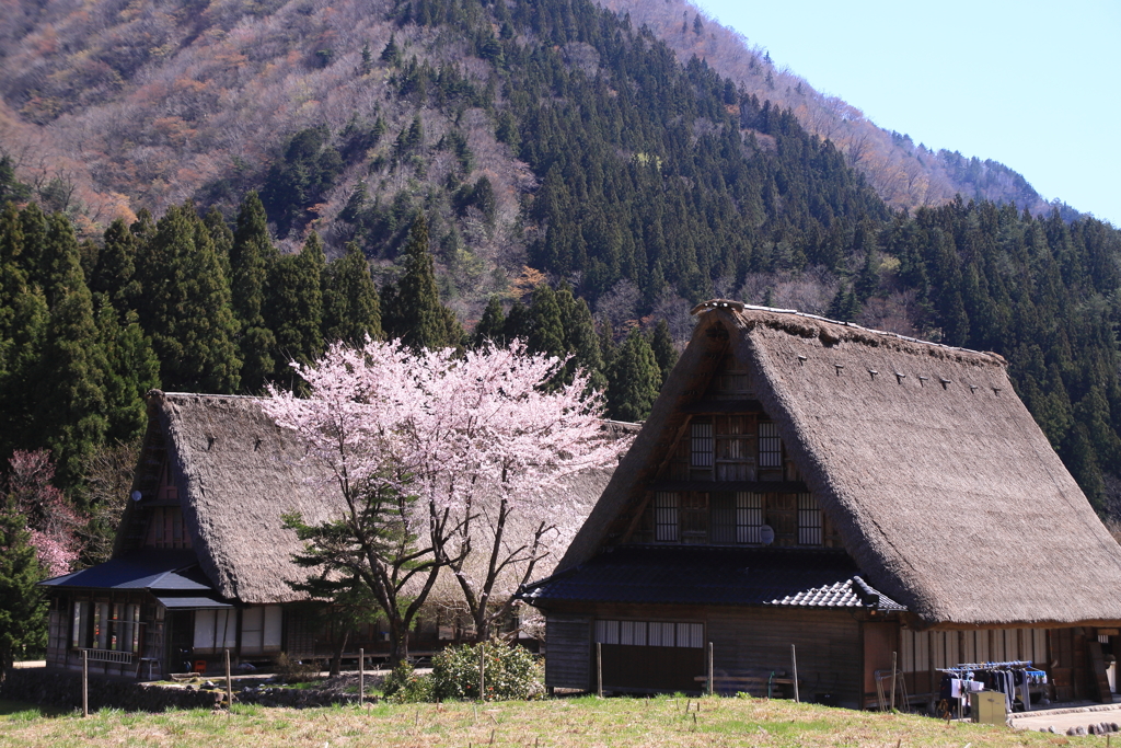 桜咲く世界遺産 1