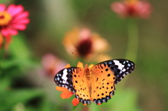 野山の蝶－ツマグロヒョウモンチョウ（メス）