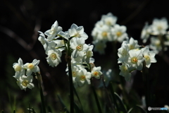 白く光る花