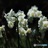 白く光る花