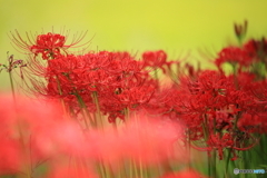 秋の赤い花