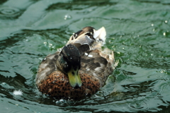 花鳥園の鳥たち 3