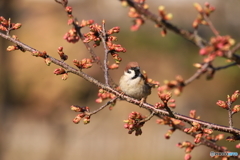 河津桜（雀）2