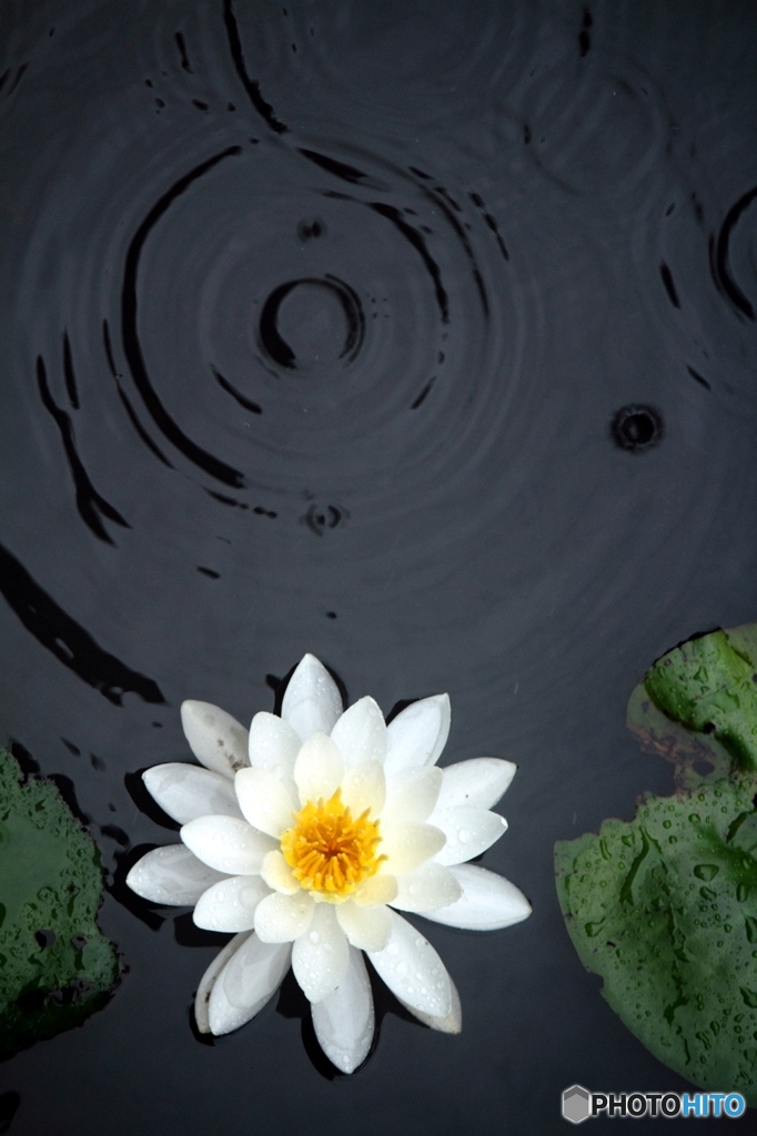 雨に咲く 1