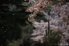 散る桜 3