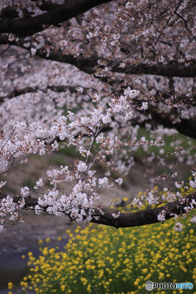 五条川の桜と菜の花