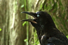 カラス