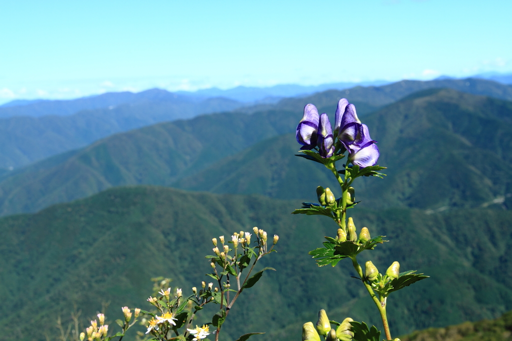 初秋の伊吹山－イブキトリカブトの花