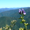 初秋の伊吹山－イブキトリカブトの花