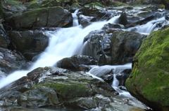 苔むす岩と川の流れ ２