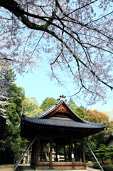 桜・神社 4