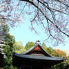 桜・神社 4