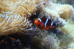 クマノミ