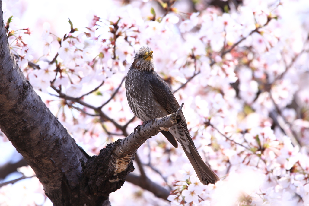 ヒヨドリと桜