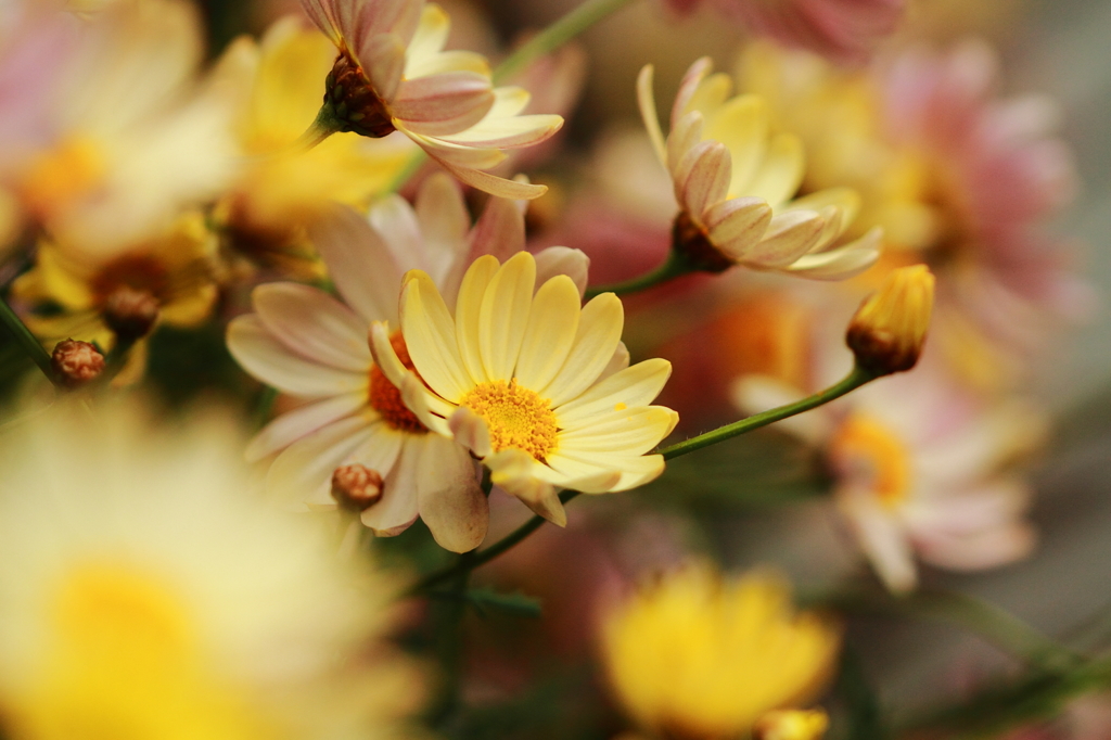 黄色とピンクの花 ２