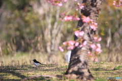 セキレイと河津桜・・・