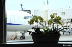 那覇空港での一コマ