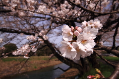 桜花