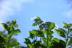 植物園の紫陽花