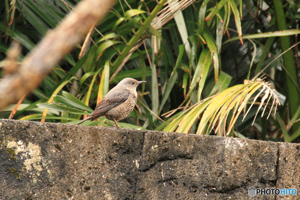 沖縄の鳥－イソヒヨドリ７