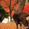 紅葉とともに