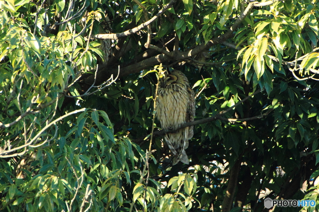 庄内緑地の野鳥たち－トラフズク