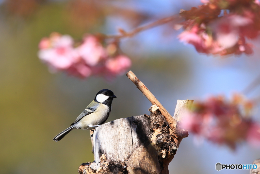 河津桜（シジュウカラ）1