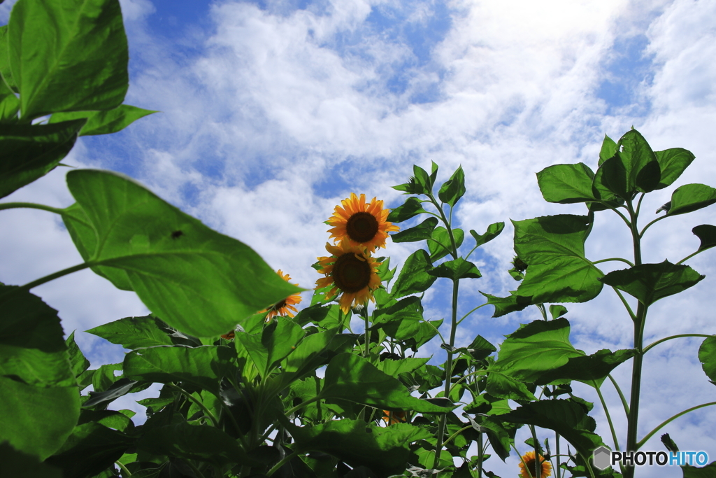 Sun Flower