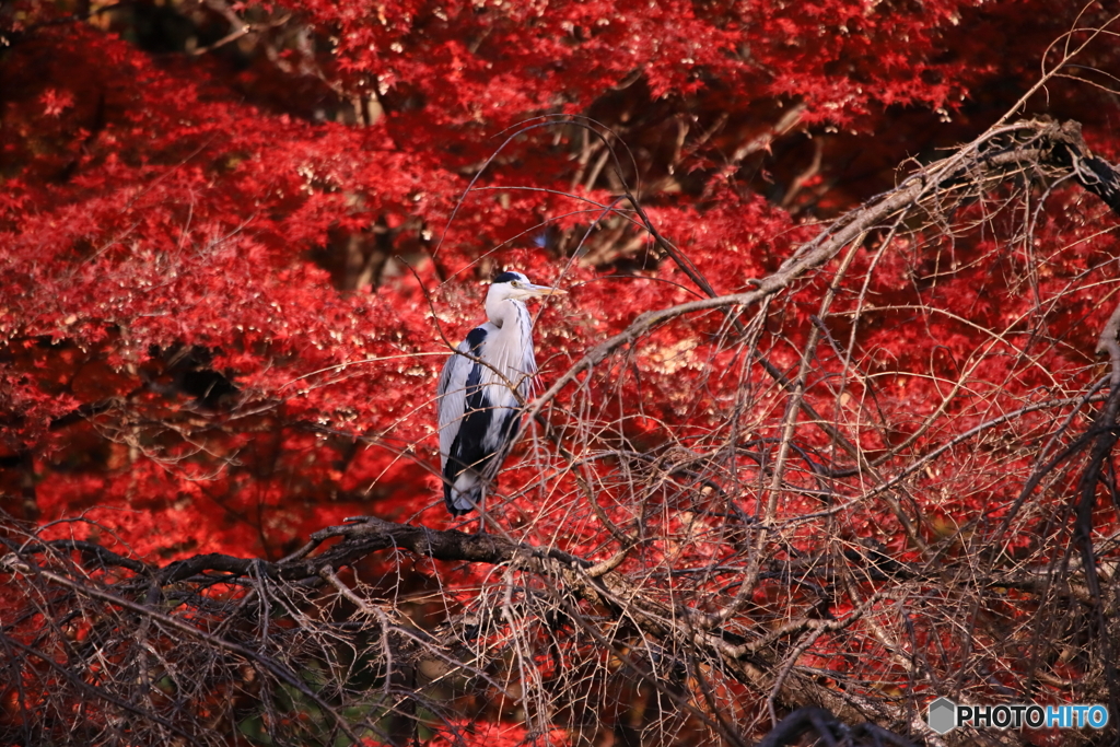 アオの紅葉
